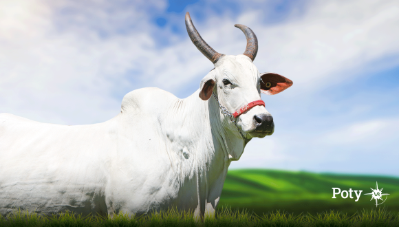 ESPANHOLA DA POTY VR