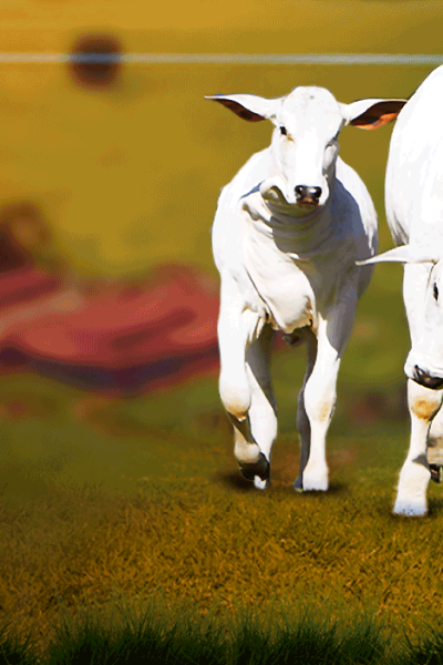 Genética que corre solta para o caminho da excelência.