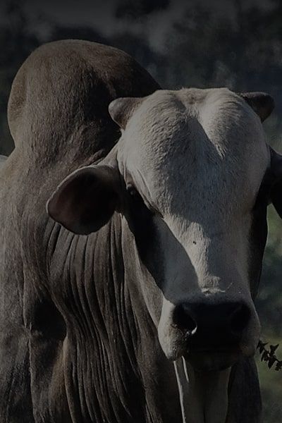 Em qualquer direção há um VR campeão. 