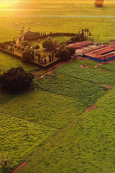 O berço do gado nelore no Brasil.