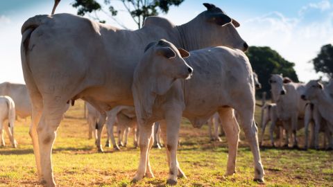 Estância Poty, em Uberaba MG